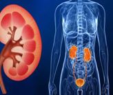 MODUL BASIC SCIENCE NEFROUROGENITAL DAN EMBRIOLOGI (BS5)