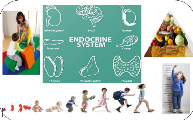 MODUL CS ENDOKRIN, METABOLIK, GIZI &amp; TUMBUH KEMBANG (EMTK)